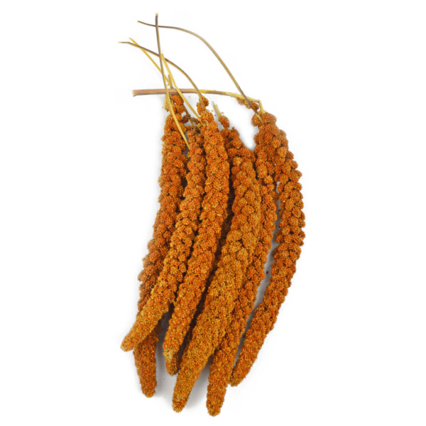 BOTTES DE MILLET ROUGE FRANÇAIS (1kg)